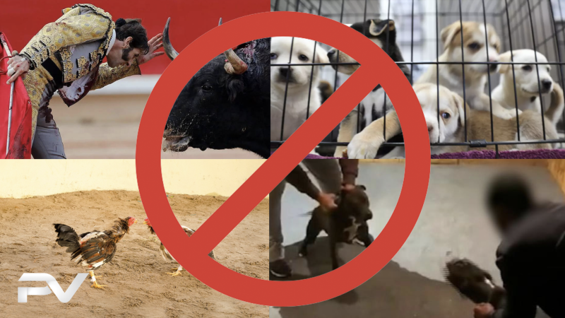 Nueva Ley de Protección Animal genera debate en Sonora