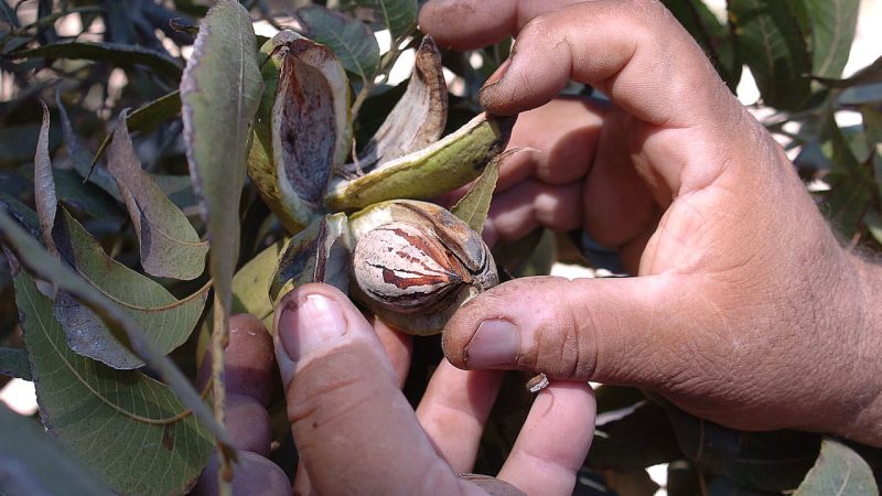 Sonora espera cosecha récord de nuez en 2024