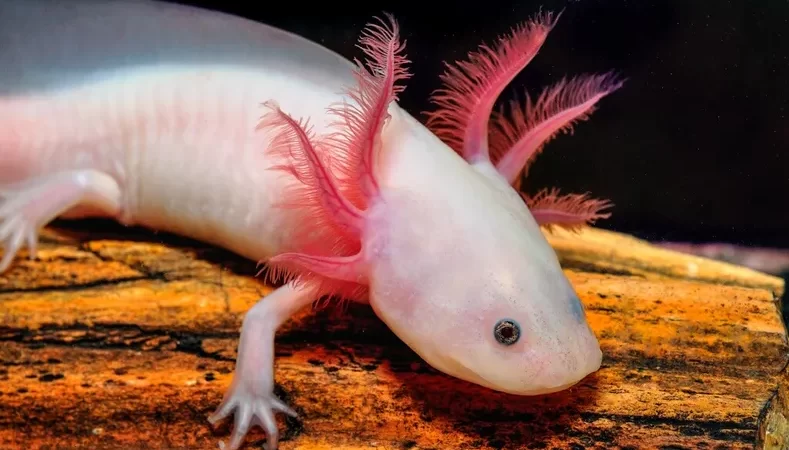¿Un monstruo de agua que no envejece?
