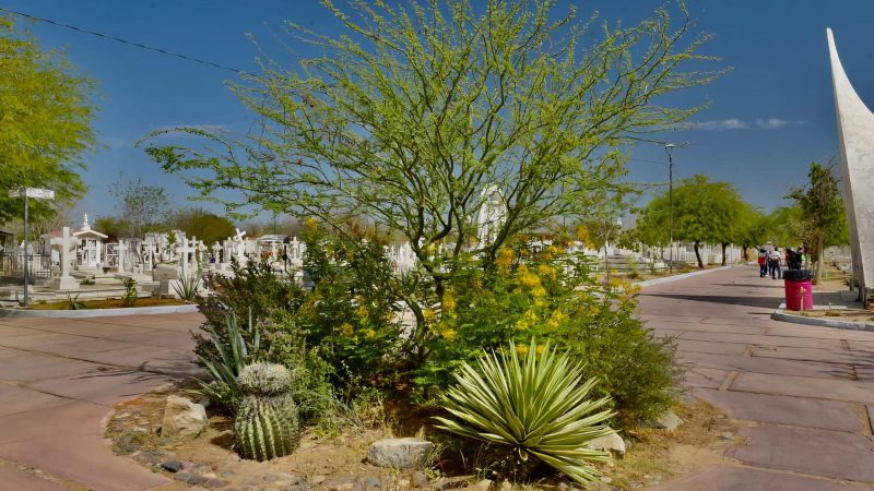 Caminantes del Desierto impulsa el Bosque Memorial en Hermosillo