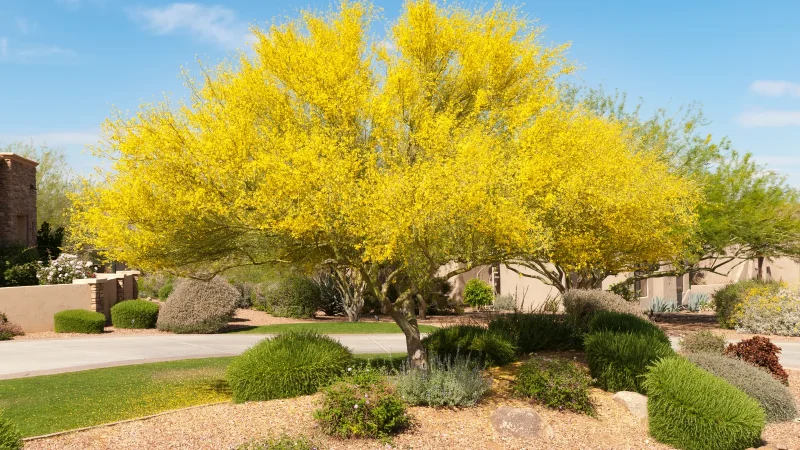 Palo Verde: El Árbol Emblemático que Ilumina el Desierto Sonorense
