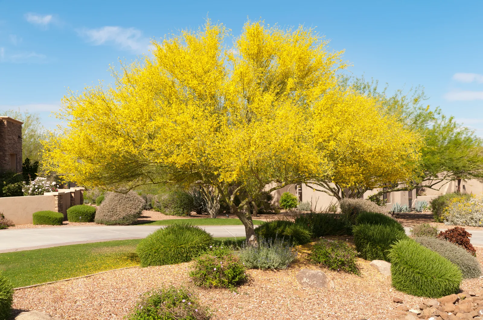 Palo Verde: El Árbol Emblemático que Ilumina el Desierto Sonorense