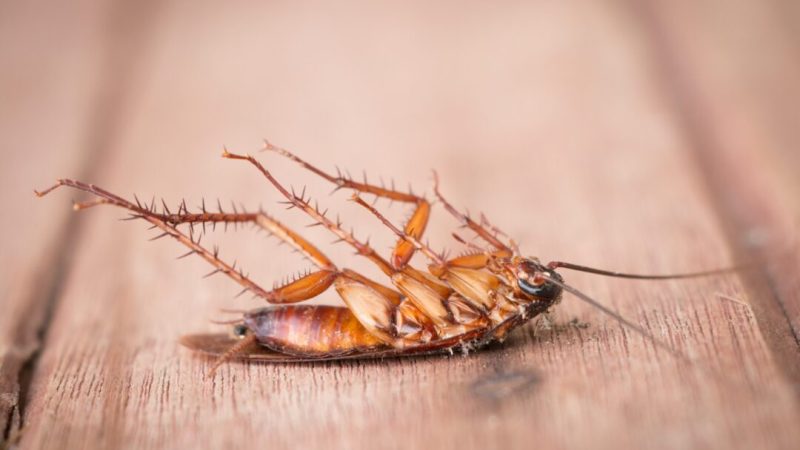 Hogar seguro: cómo mantener tu casa libre de mosquitos, insectos y animales indeseados
