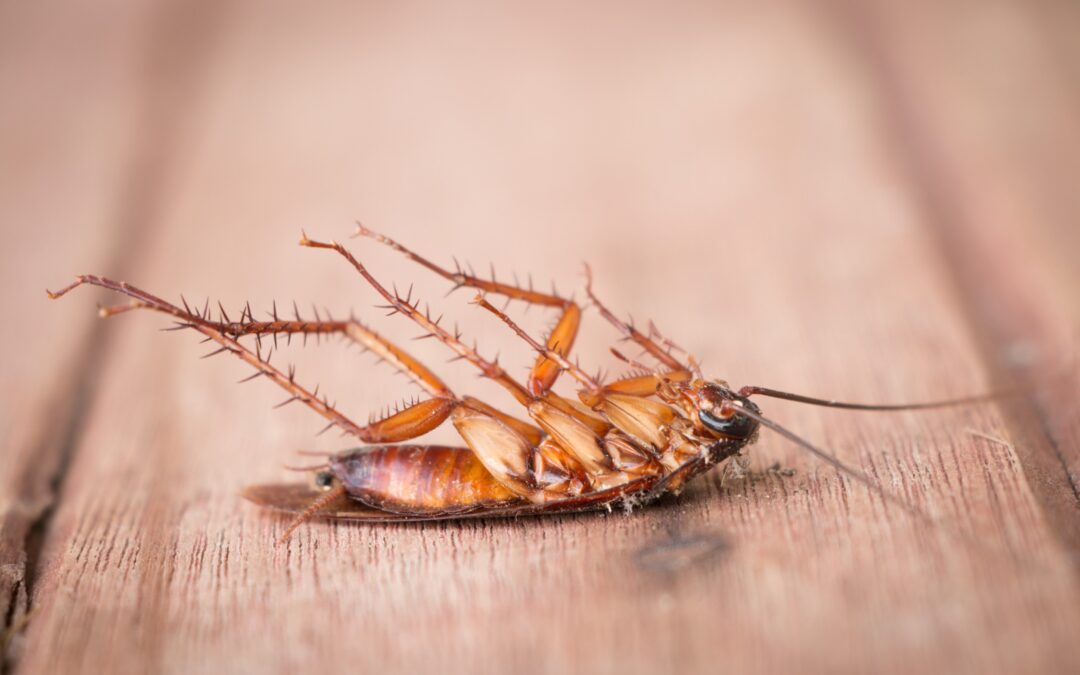 Hogar seguro: cómo mantener tu casa libre de mosquitos, insectos y animales indeseados