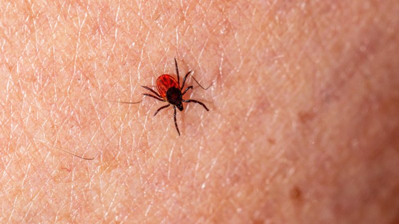 Gobierno de Sonora llama a prevenir la rickettsiosis ante inicio de temporada de calor