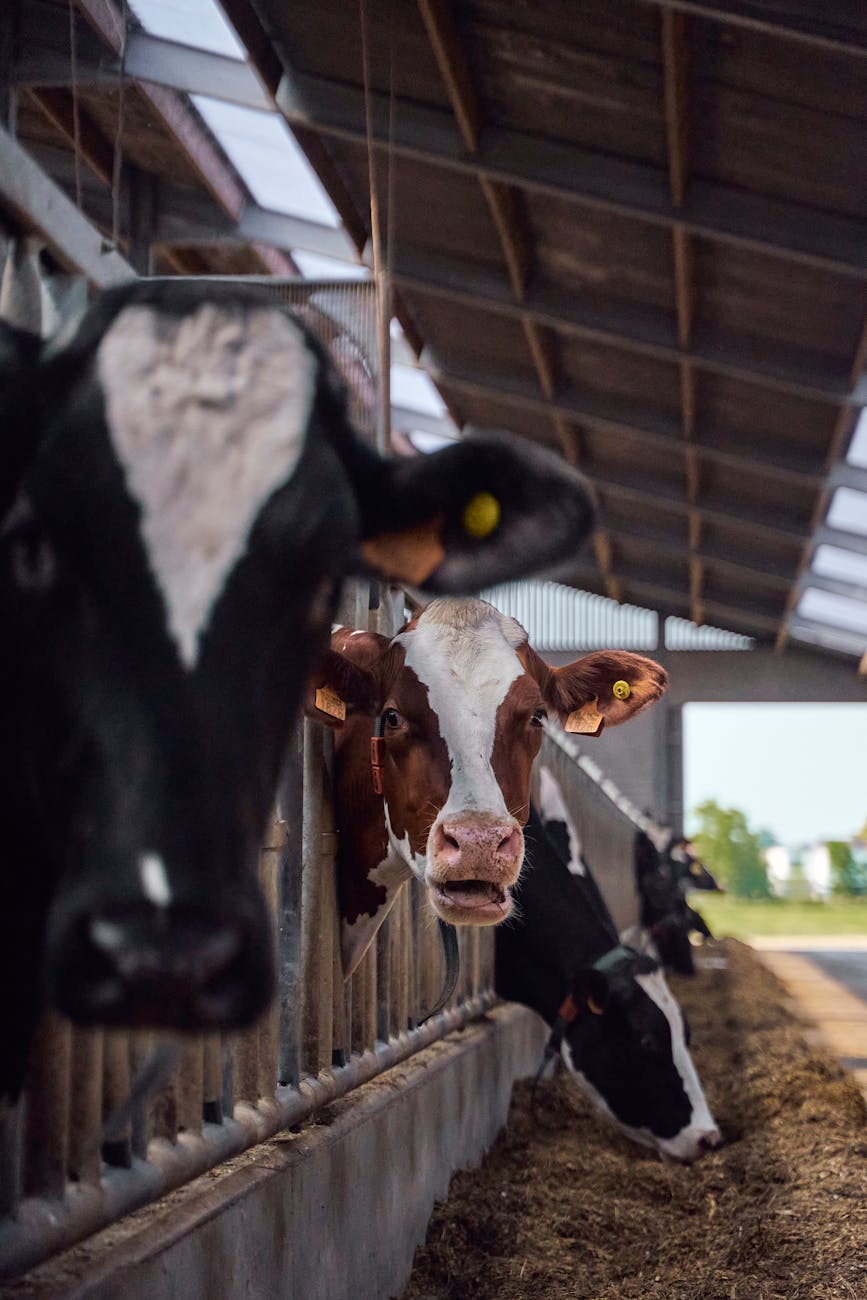 portrait of cows in barn