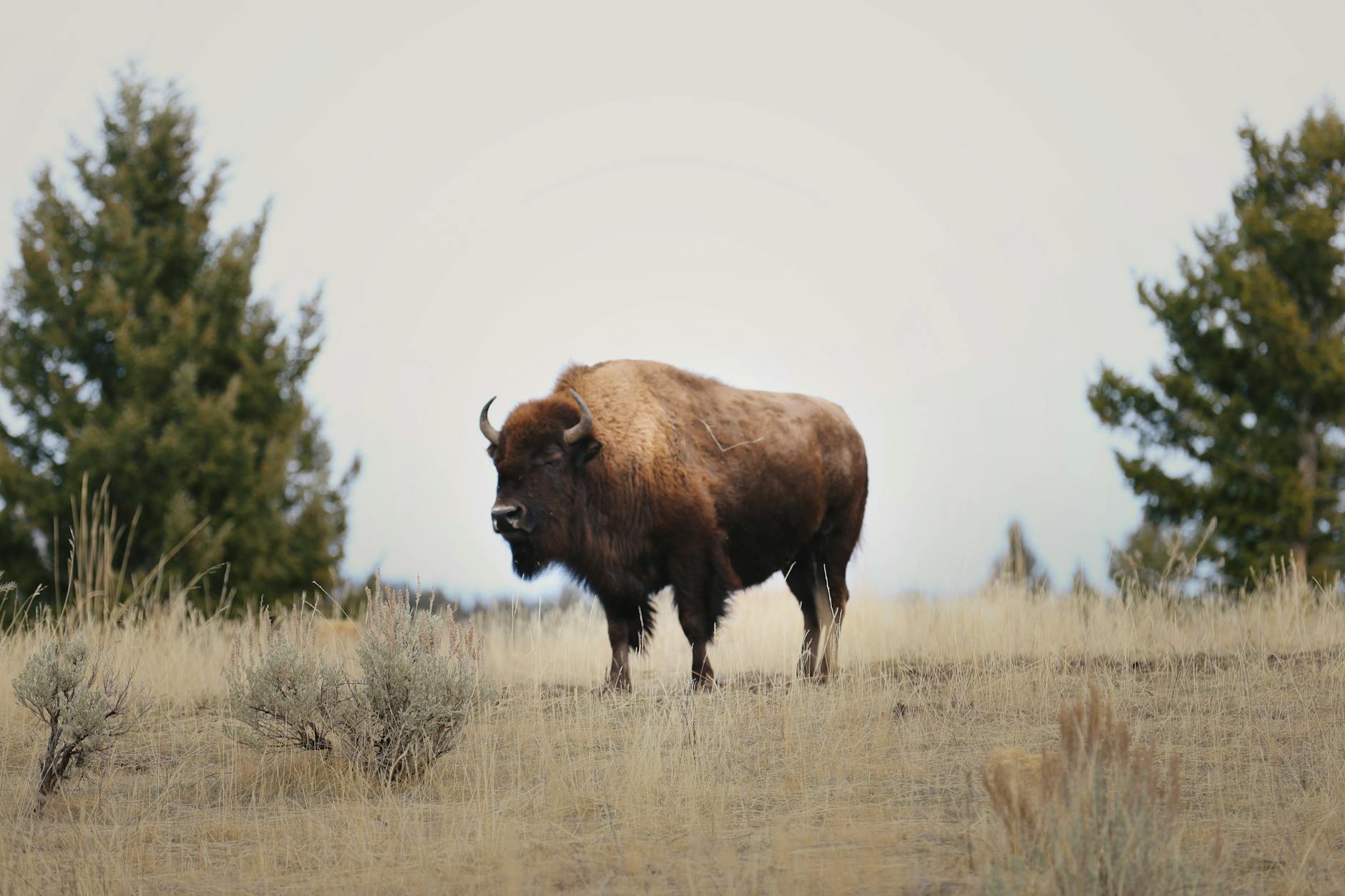 american bison grazing in yellowstone national park